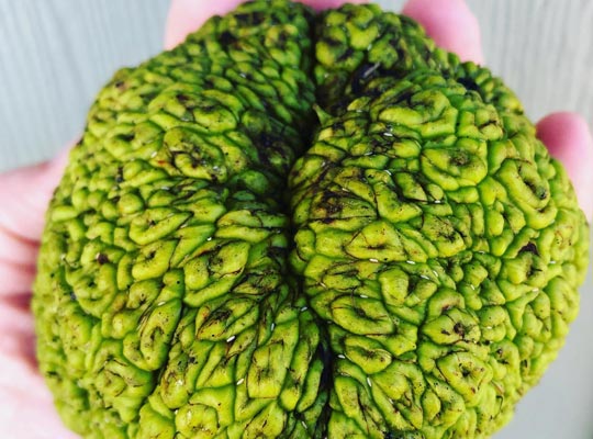 weird, softball-sized, chartreuse, brainlike osage orange fruit