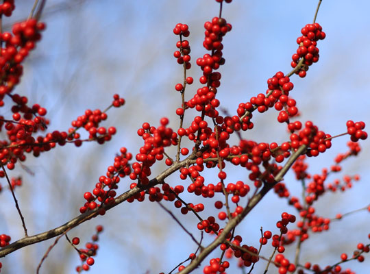 possumhaw holly covered in small bright red berries without foliage