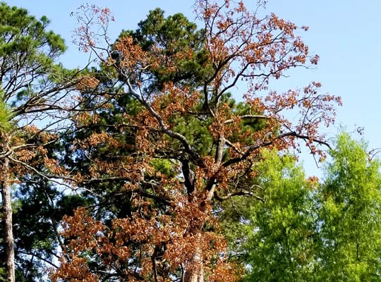 rapid oak decline rapid oak decline