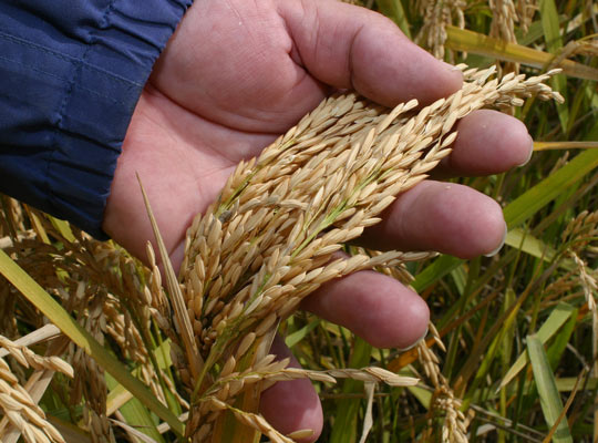 new variety at the U of A Rice Research and Extension Center near Stuttgart. Arkansas