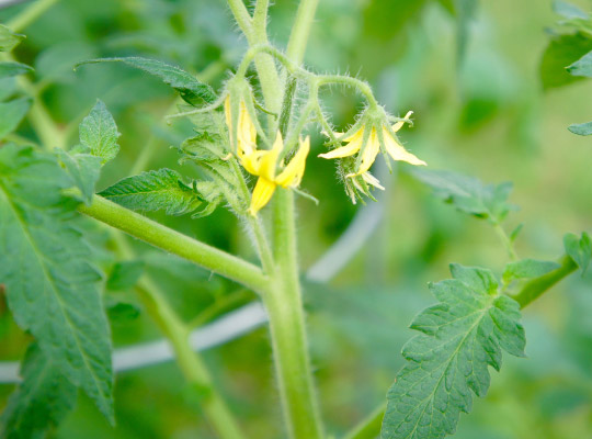 tomato plant blossoms