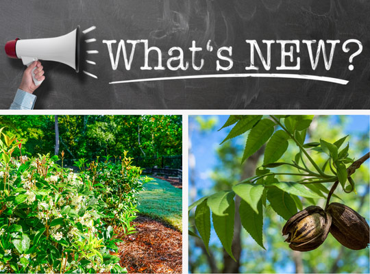 whats new on the website