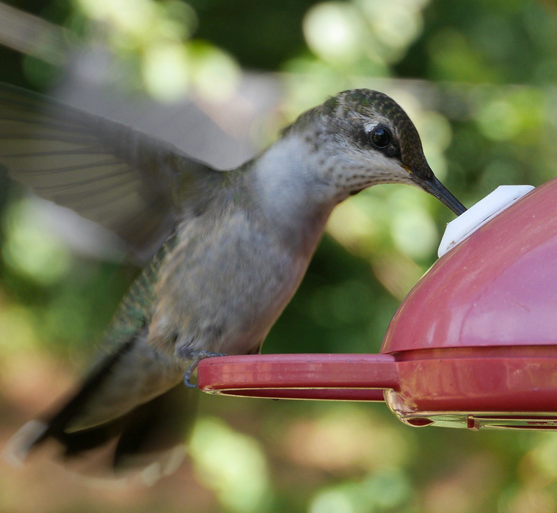 Hummingbird at feeder