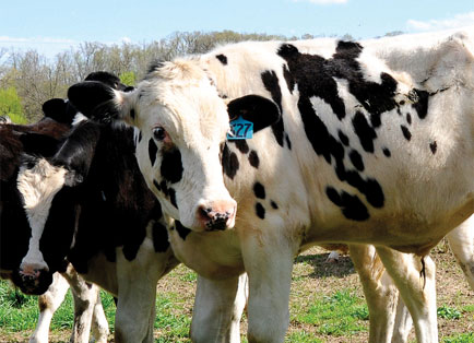 Picture of black and white spotted cattle