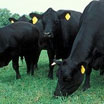 Beef Cattle