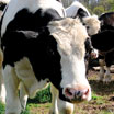Holstein Heifer Cow