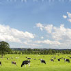 Green pasture of grazing cattle with puffy clouds in sky 