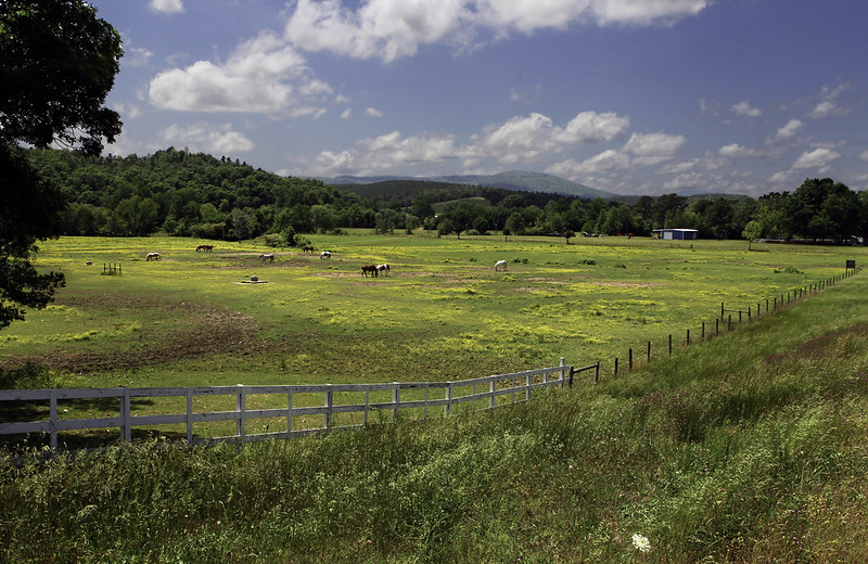 Horses grazing in a field