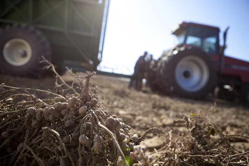 Peanuts that have been dug from the soil, but not yet harvested.