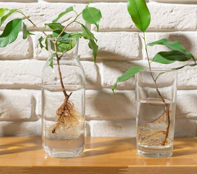 How to Propagate a Houseplant