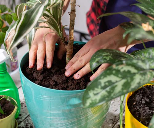 Step-by-step guide on how to repot houseplants.