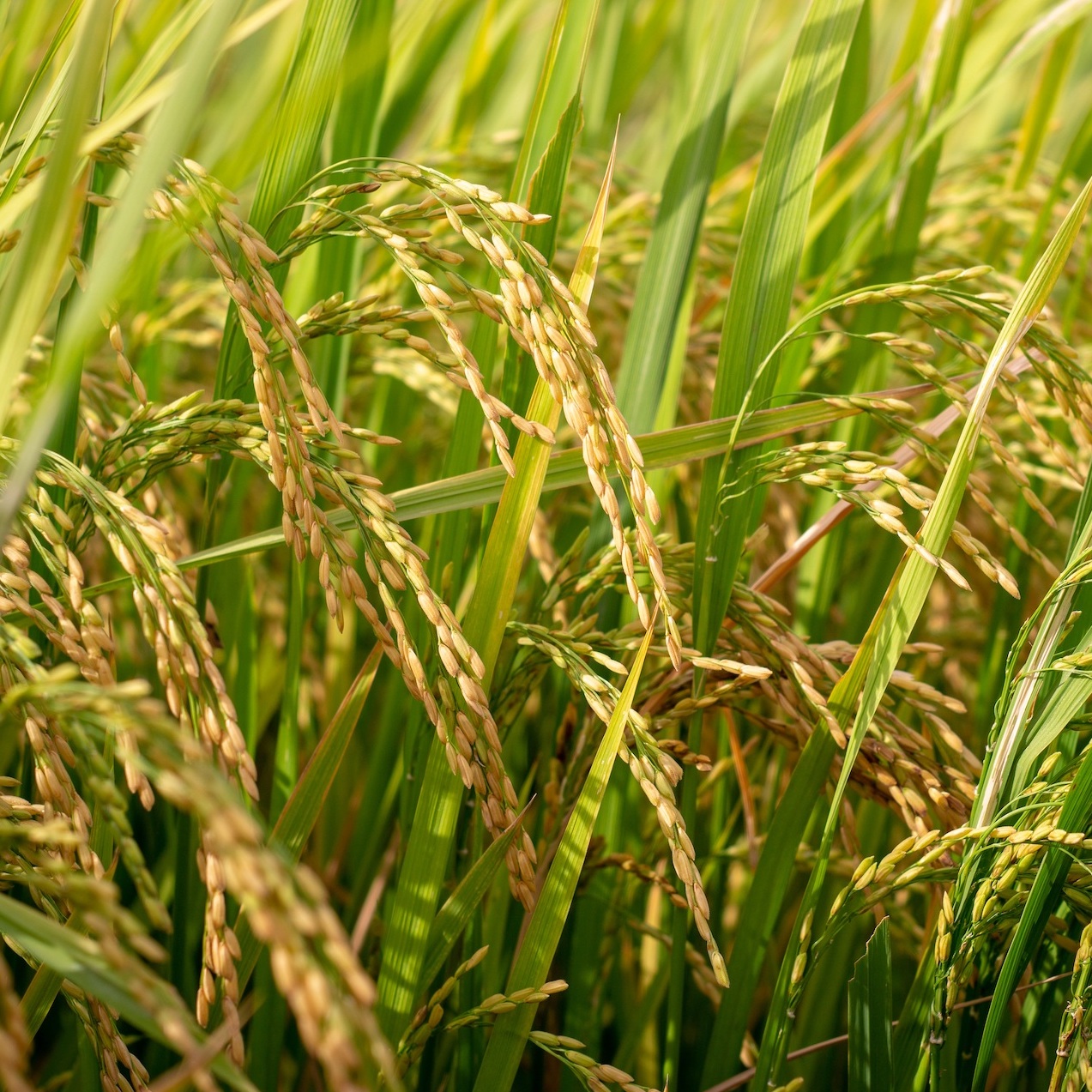 rice panicles