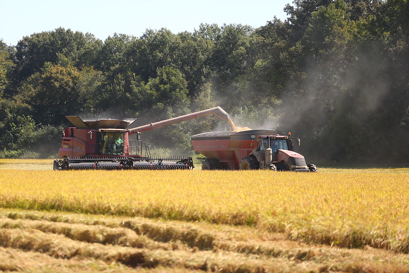 Combines harvesting rice