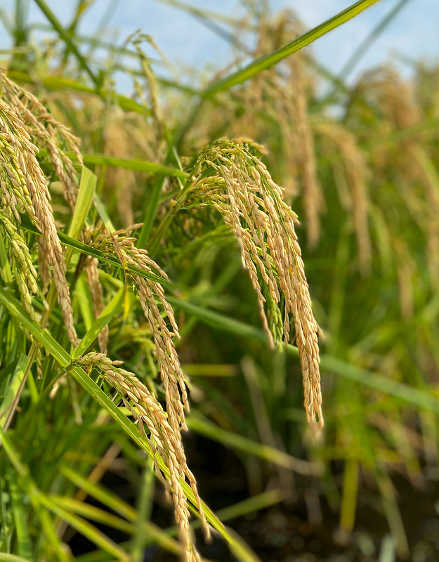 A fruiting rice plant.