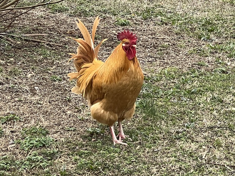 Backyard rooster
