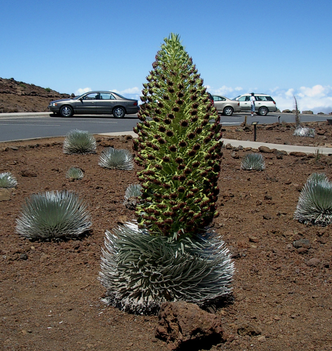 Silversword in bloom