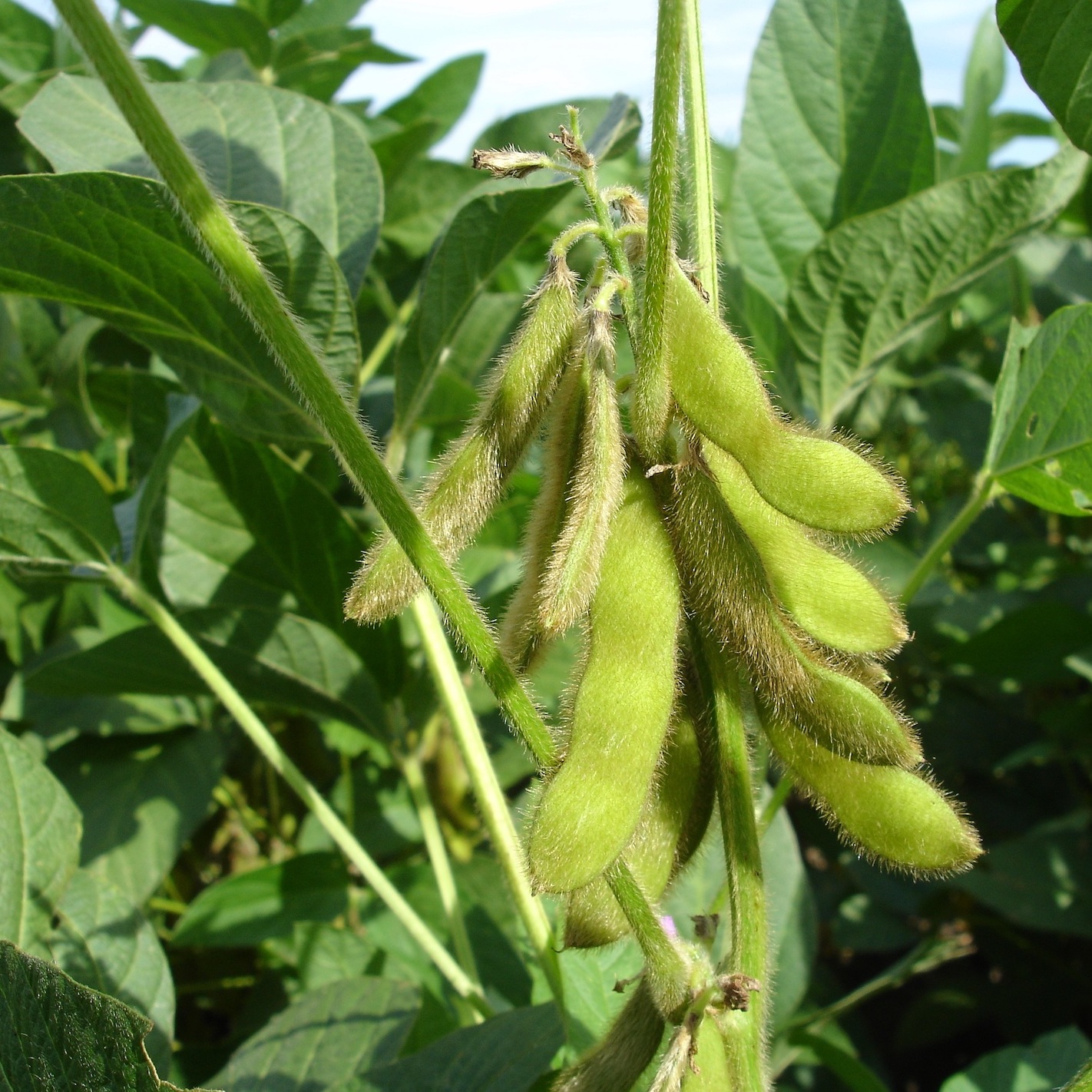 soybean pods
