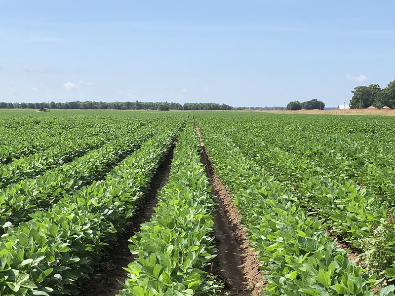 A soybean research plot