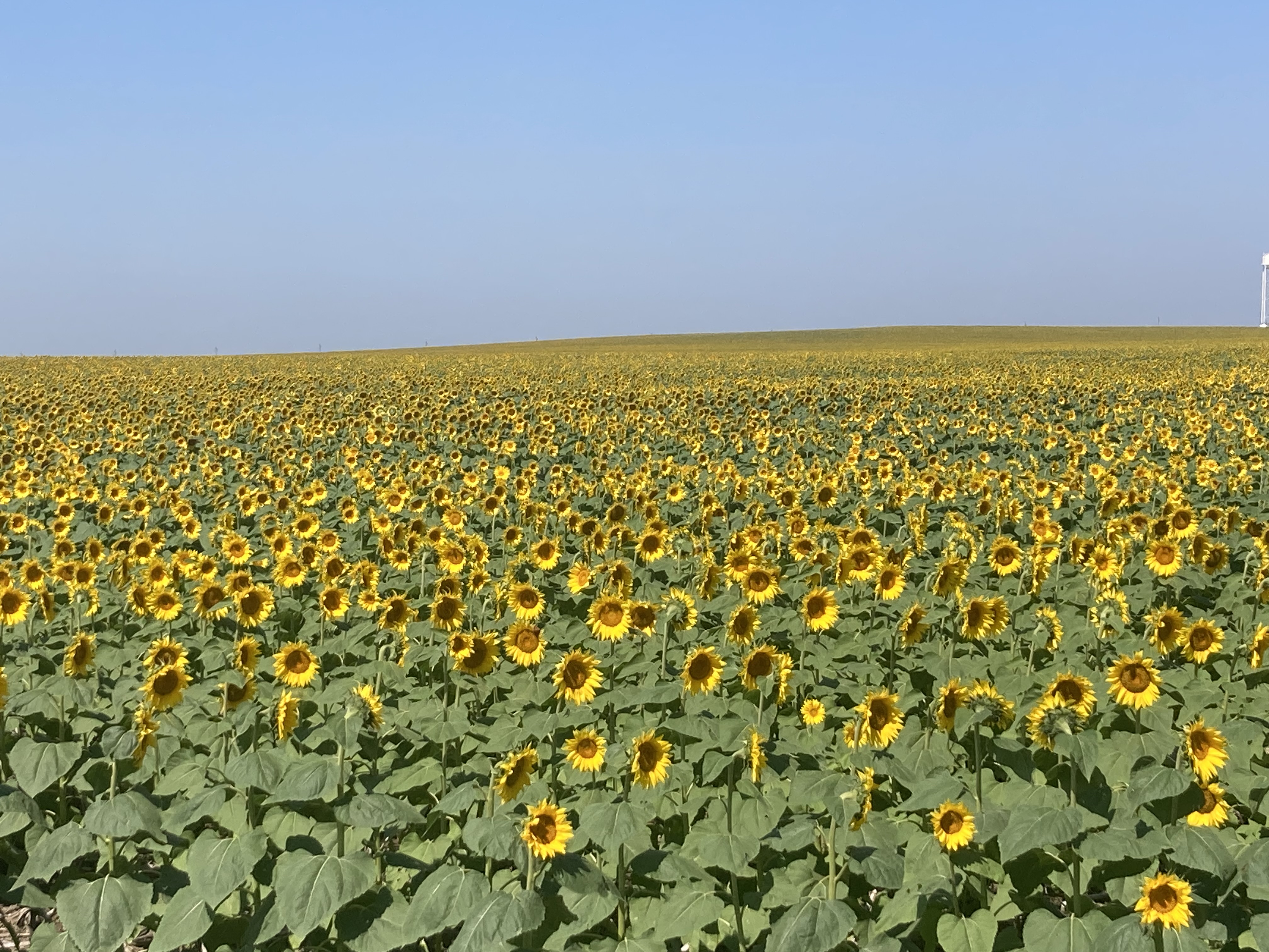 Field of sunflowers.