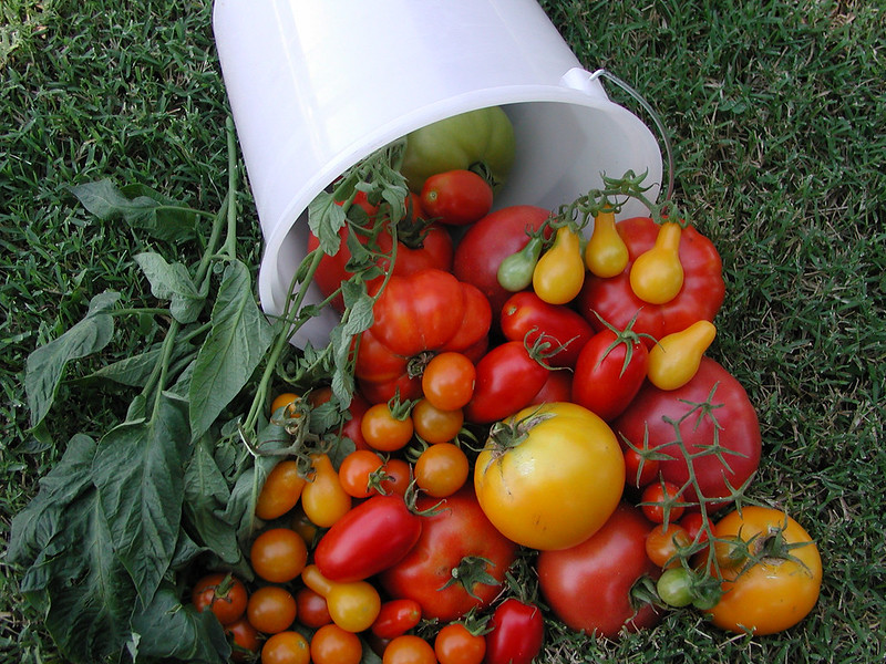 Tomatoes pouring from a bucket