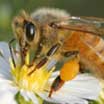 Bees and Beekeeping Blog 