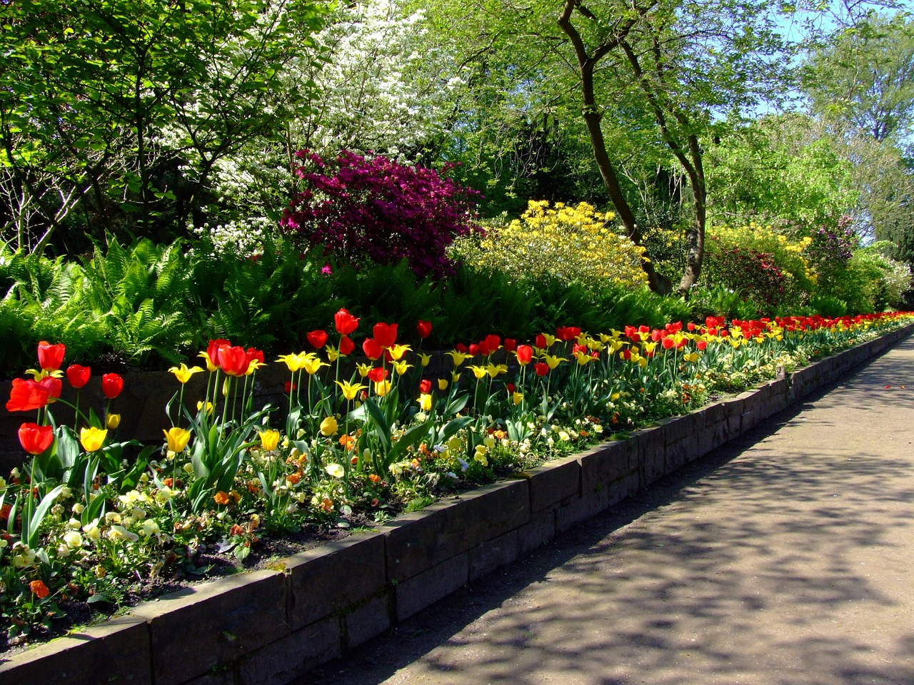 red and yellow tulips in a garden