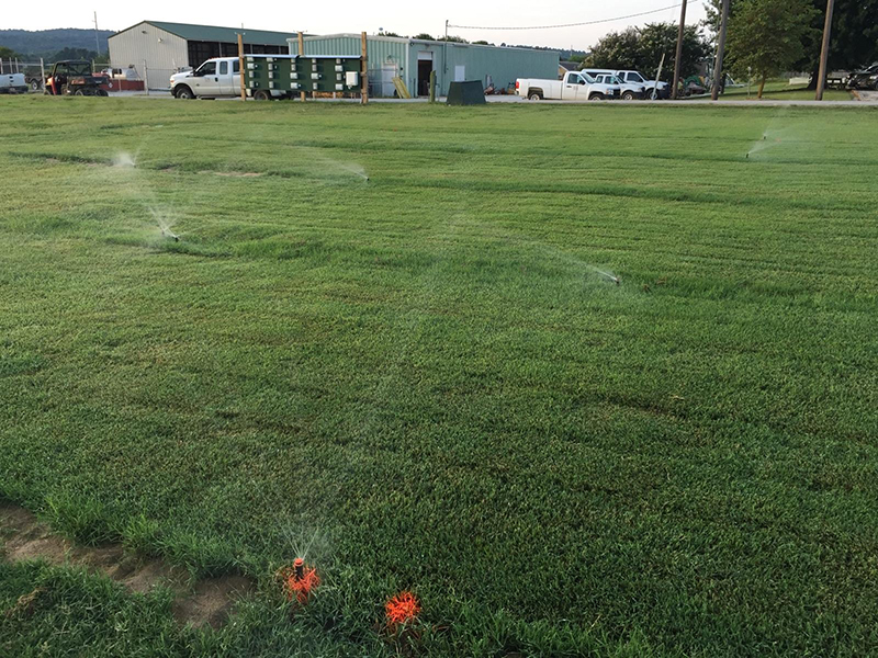 Turfgrass research plot