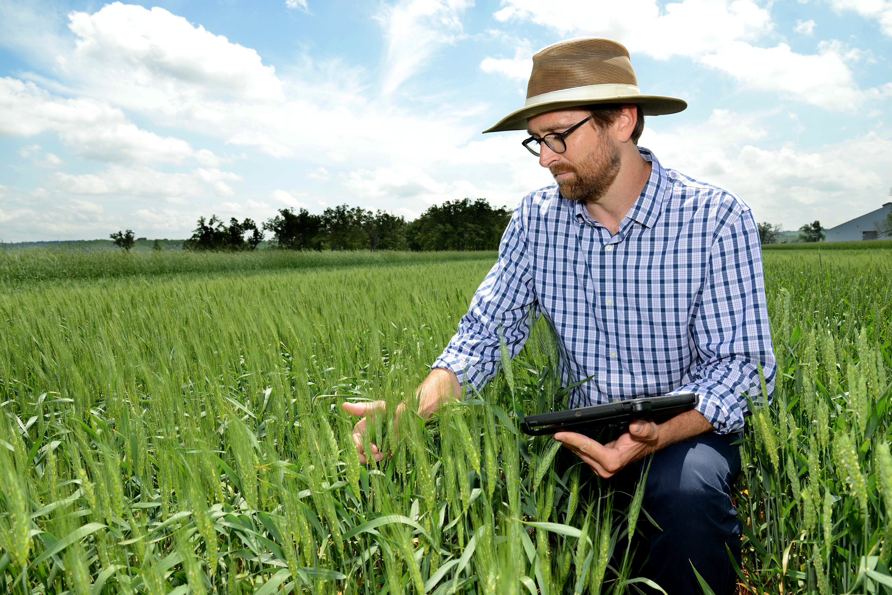 Wheat breeder in field