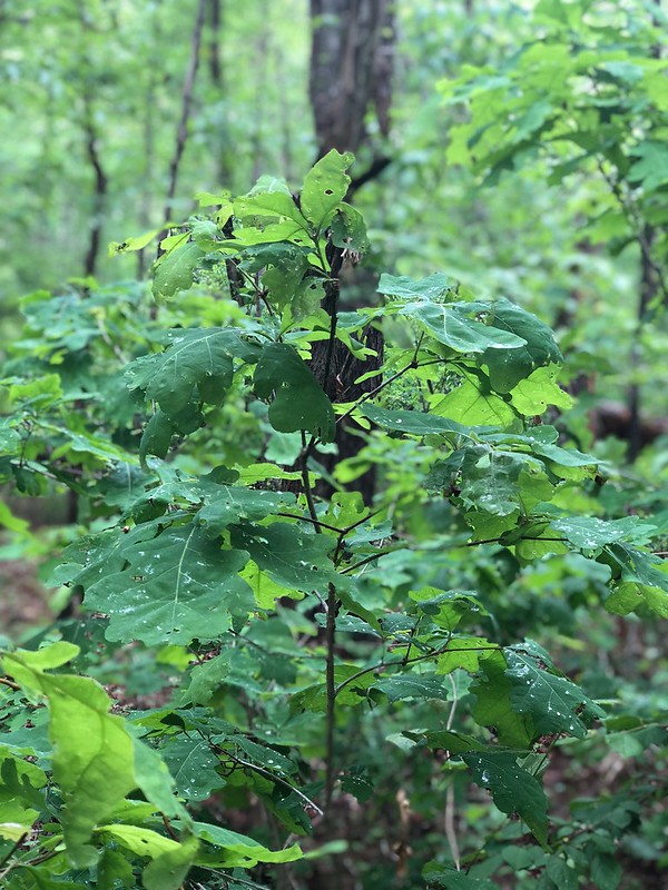 White oak sappling