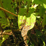zinnia leaf spot