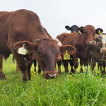 cattle grazing