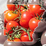 arkansas tomatoes