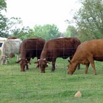 acorn poisioning in cattle 