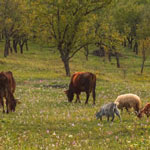 cattle and goats co-grazing