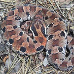 Native snakes in arkansas 