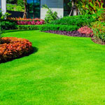 lawn