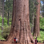 giant redwood with people posing for a photo in front