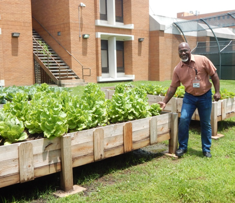 Photo of man at Raised Garden at the Arkansas State Hospital