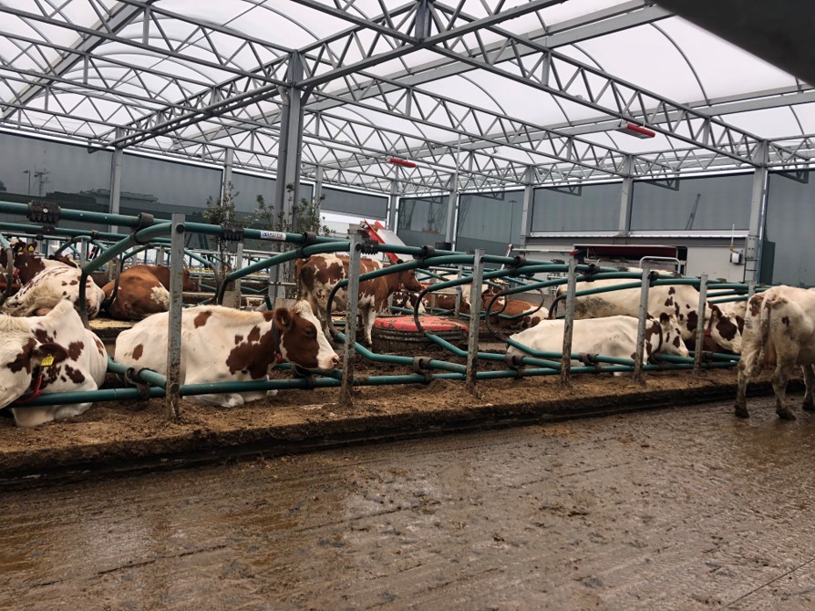 Cows on The Floating Farm 