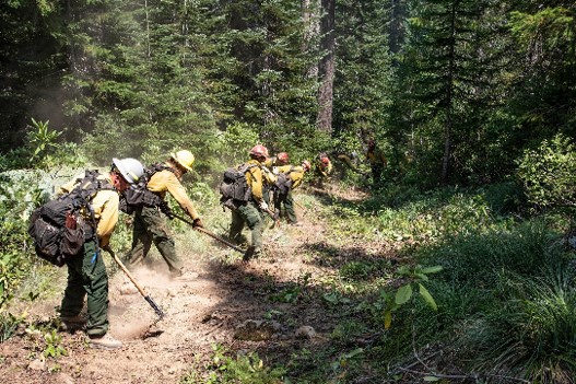 General forest service photo