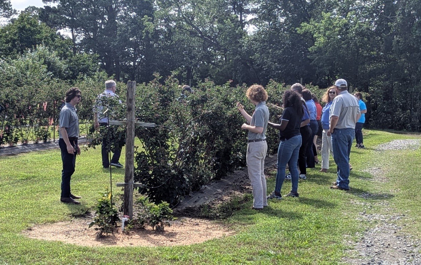 iLEAD IV picking berries at fruit station.