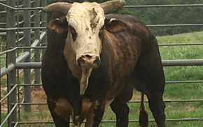 Rodeo Bull Face
