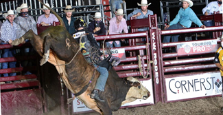 Bucking rodeo bull