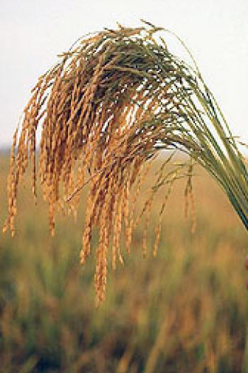 Rice in a field in Arkansas County