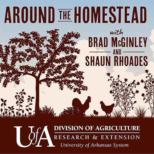 Around the Homestead podcast with brad mcginley and shaun rhoades - silhouette of a tree with chickens. 