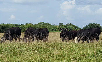 cattle grazing fescue