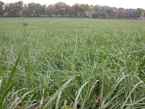 Tall fescue fall growth