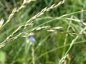 tall fescue seed head