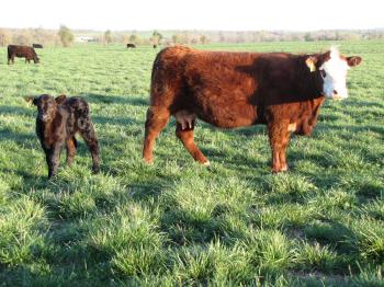 cows_agriculture