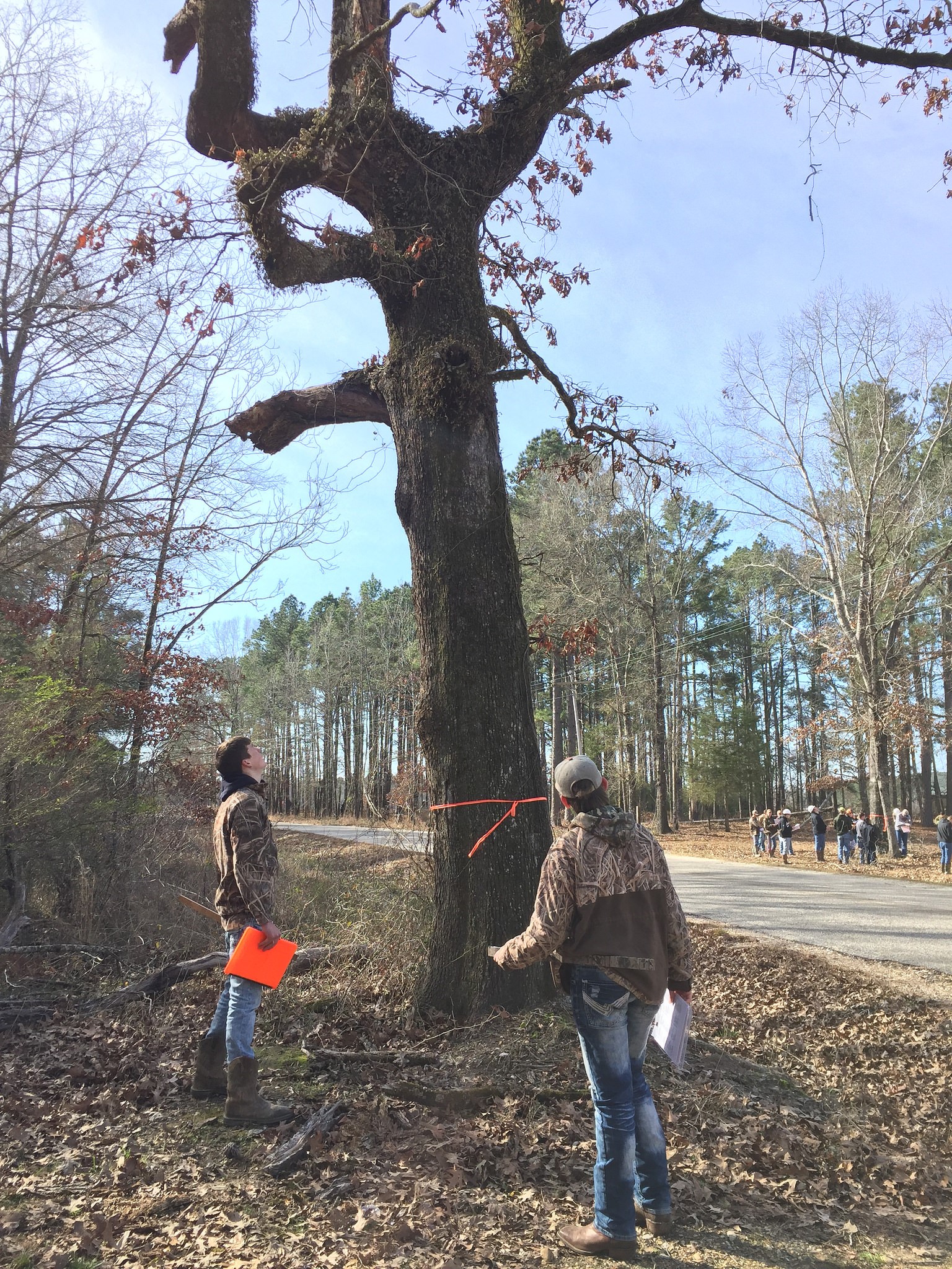 4H youth participating in tree id for hogskin forestry contest